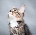 /album/octavo-varios1/l-726-gatito-jpg/